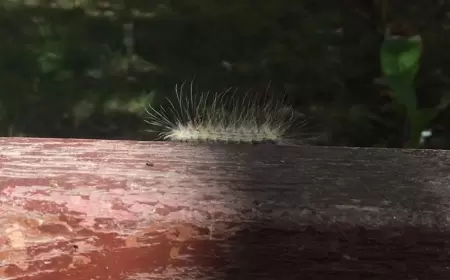 "Pəncərələrə dırmaşıb, evlərə daxil olurlar, tədbir görməyə gecikmişik" - Bakıda qorxunc ağ Amerika həşəratları