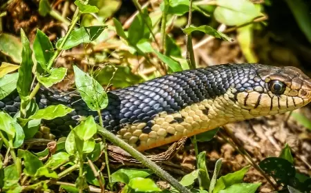 İlanların payız miqrasiyası başlayır –