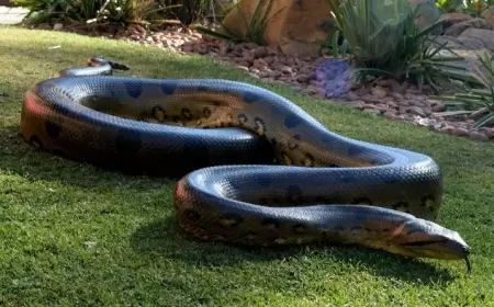 Anakondanı dişlədi