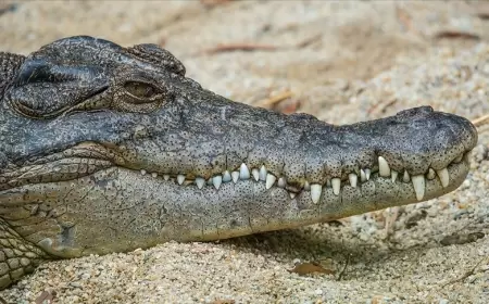 Timsahlar evləri basıb