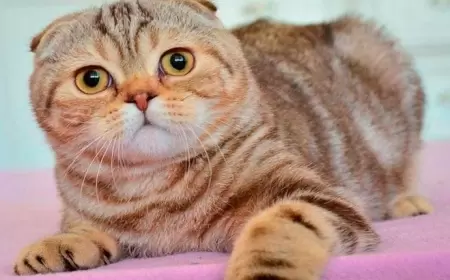 Xonça bağlayıb pişiyi üçün elçiliyə gedən müğənnimiz kimdir?