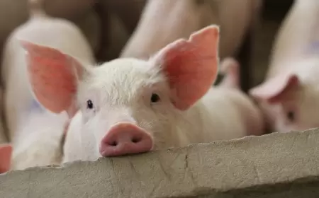 Donuzda “quş qripi” aşkarlandı