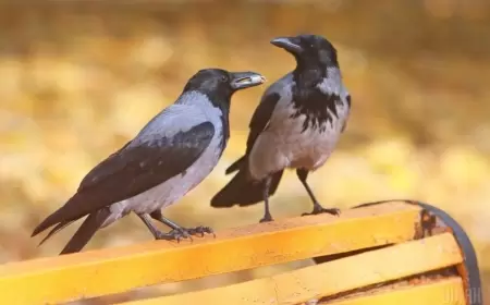 4-ə qədər saya bilir, 17 il kin saxlayırlar