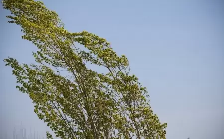 Külək neçə gün davam edəcək?