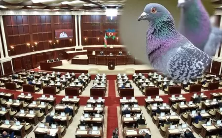 Milli Məclisdə göyərçin və pişik müzakirəsi