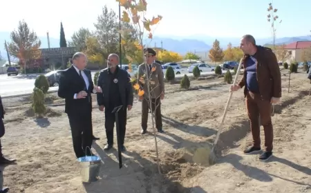 Ordubadda ağacəkmə aksiyası davam edir