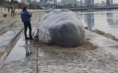 "Xanım, olmaz, toxunmağa icazə yoxdur"