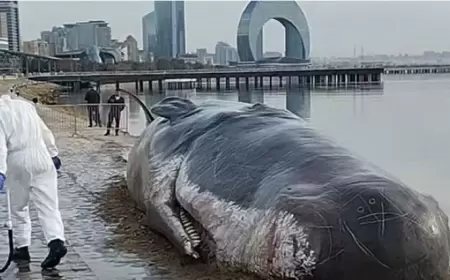 "Bu balinaya əcəb olub, nə işi var Bakıda?"