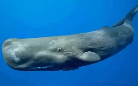 Maketi ilə Bakını şoka salan kaşalot haqqında bilmədiklərimiz - Dişli balinalar + VİDEO