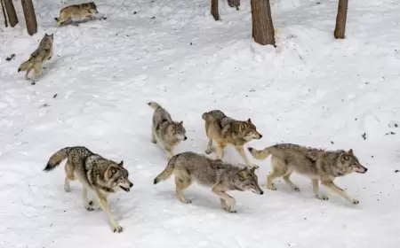 Azərbaycanda kəndin ortasından canavar sürüsü keçdi