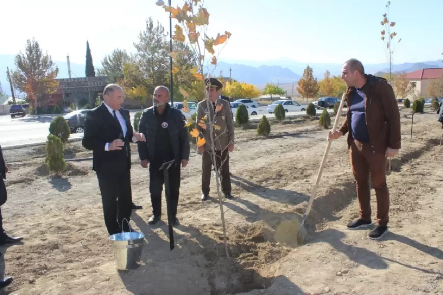 Ordubadda ağacəkmə aksiyası davam edir - FOTO