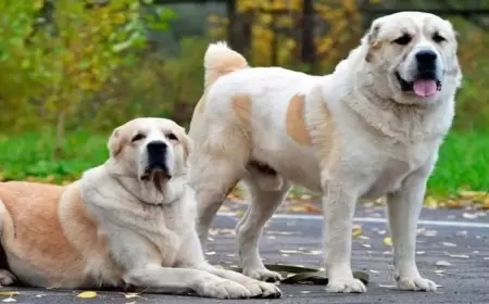 Alabay itləri sahibini niyə parçalayıb?