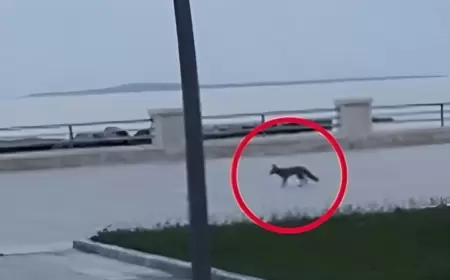 Bakı bulvarında tülkü peyda oldu, nazirlik işə qarışdı