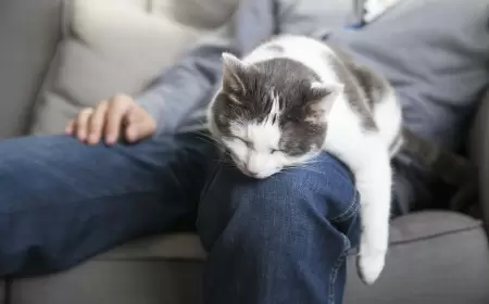 Pişiklər insanın hansı xəstəliklərini götürür?