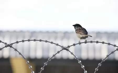 Həmin ingilis dili müəllimi saxlanıldı - FOTO