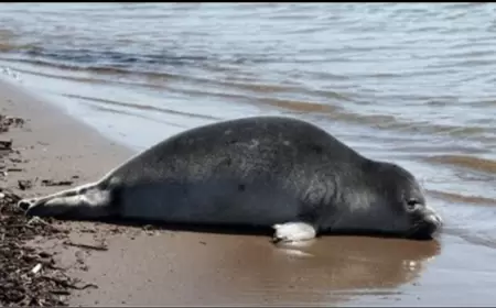 Xəzər sahilində 112 ölü suiti tapılıb 