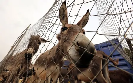 Azərbaycanda 5 min eşşək yoxa çıxıb