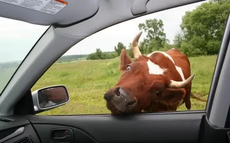 Sahibsiz dana Bakıda çətin anlar yaşatdı