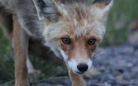 Bakıda tülkü ilə üz-üzə gələn müğənni onu evinə aparmaq istədi