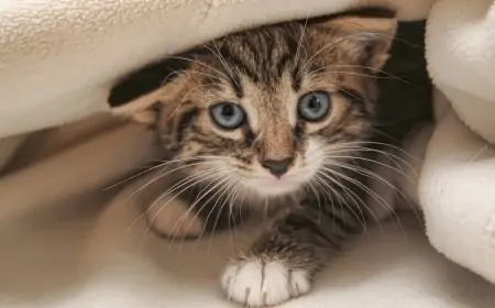 Ən yaraşıqlı və şirin pişik cinsləri