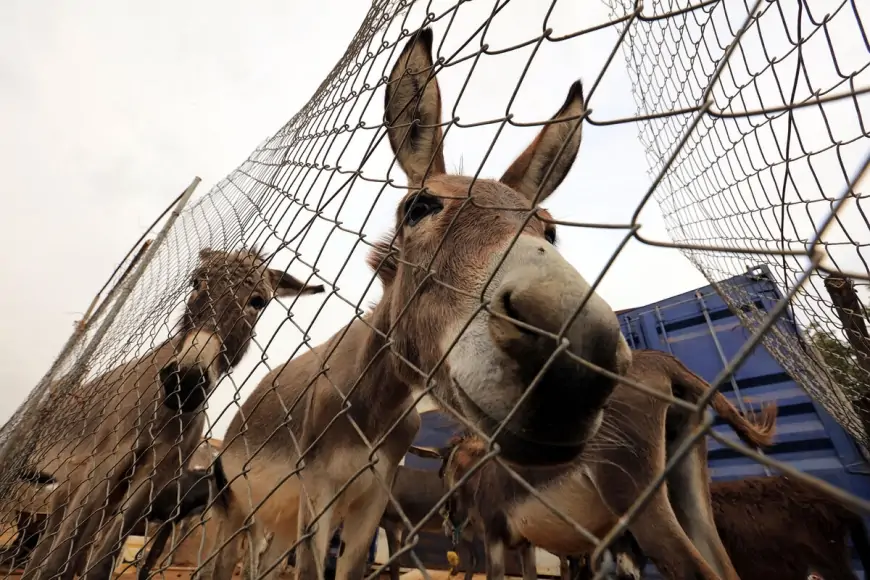 Azərbaycanda 5 min eşşək yoxa çıxıb 