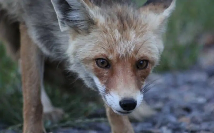 Bakıda tülkü ilə üz-üzə gələn müğənni onu evinə aparmaq istədi - VİDEO