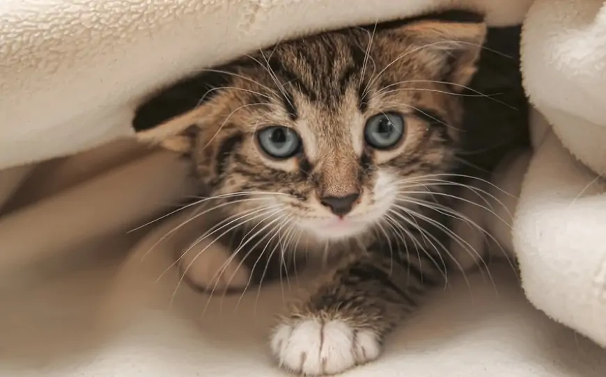 Ən yaraşıqlı və şirin pişik cinsləri - FOTOLAR