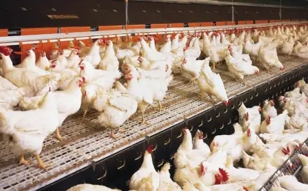 Qara bazarda biri 65 qəpiyə olan toyuqlar Azərbaycana necə gətirilir?