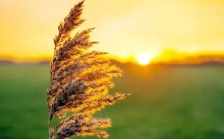 Sabah hava necə olacaq? 