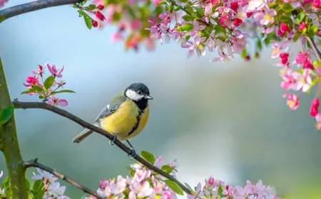 Temperatur 5 dərəcə enəcək, yağış yağacaq 