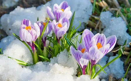 Qar, 31 dərəcə isti...  - İlin axır çərşənbəsinin havası