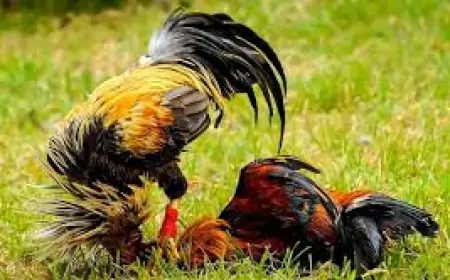 Azərbaycanda icra başçısı xoruz döyüşdürdü