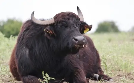 Camış ətinin bu faydalarını bilirdinizmi?