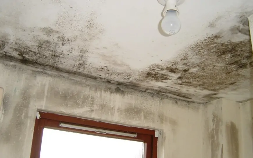 Evdəki nəm və rütubətdən necə xilas olaq? - Sınanmış və sadə üsul