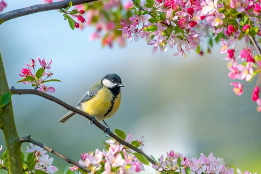 Temperatur 5 dərəcə enəcək, yağış yağacaq 