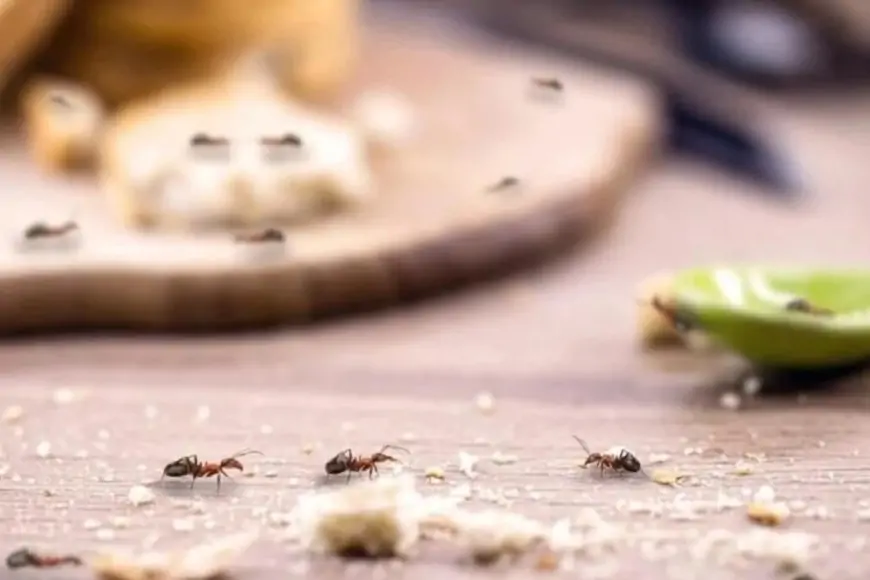 Mətbəxi qarışqalardan belə təmizləyin - ÜSULLAR