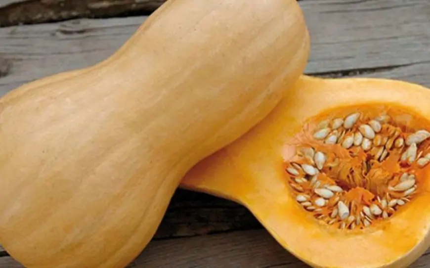 Balqabaq hansı xəstəliklərin dərmanıdır? - FAYDALARI