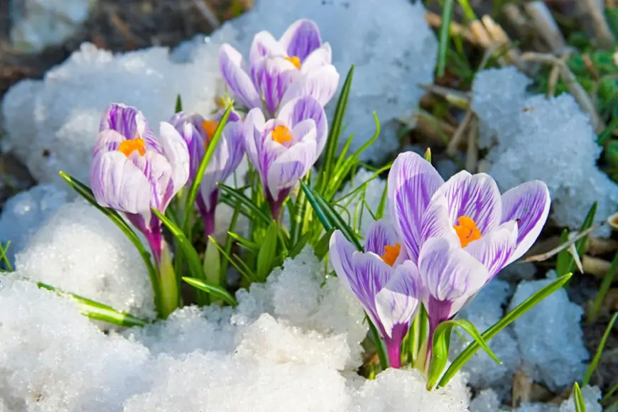 Qar, 31 dərəcə isti...  - İlin axır çərşənbəsinin havası