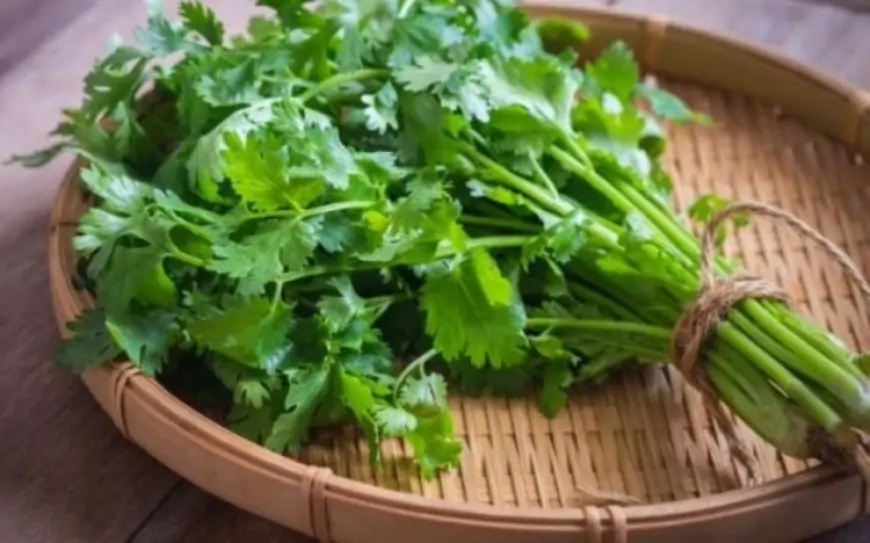 Keşnişin inanılmaz faydaları - kişilərdə potensiyanı artırır, böyrəklərə xeyirdir