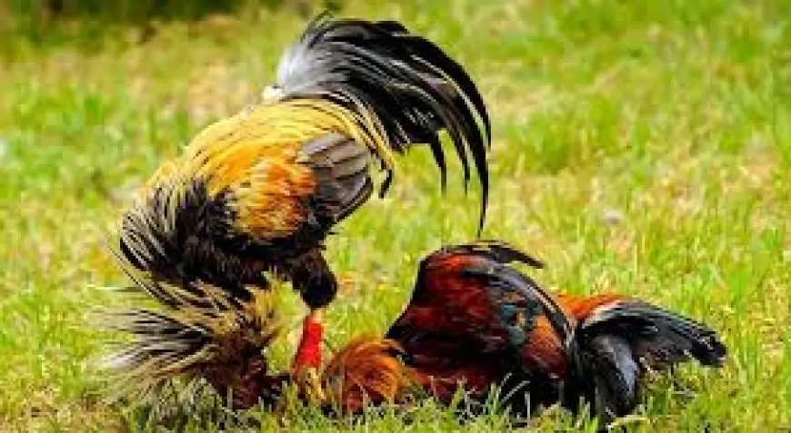 Azərbaycanda icra başçısı xoruz döyüşdürdü - FOTO