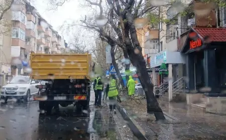 Güclü külək Bakıda 55 ağacı aşırdı 