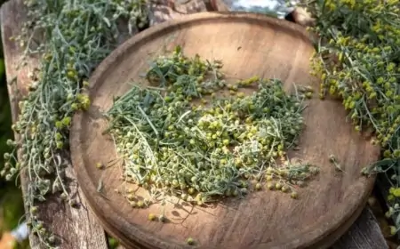 Miqrenə və stressə yaxşı təsir edir