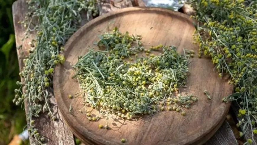 Miqrenə və stressə yaxşı təsir edir - Yovşan