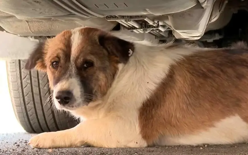 Sahibsiz heyvanlarla bağlı yeni qurum yaradıldı  