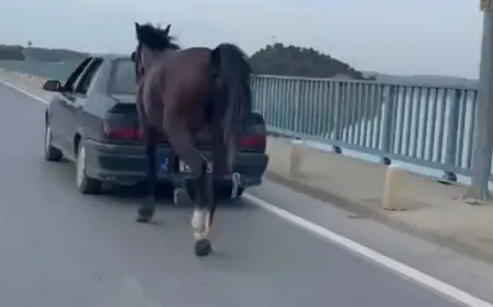 Atı maşının arxasına bağlayıb sürdülər