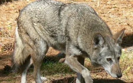 Azərbaycanda canavar bu yoldan keçən maşınlara hücum edir