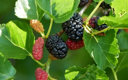 Qan şəkərini tənzimləyir, saçları uzadır və...