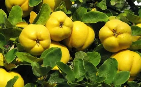 Dərini sızanaqlardan təmizləyir, böyrək daşını tökür...