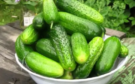 Ağızdan pis iy gəlməsinin qarşısını alır, şəkəri salır – Xiyar