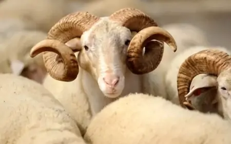 "Monqol əti" buna görə gec bişirmiş, çünki... - SƏBƏB BİLİNDİ